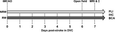 The Impact of Voluntary Exercise on Stroke Recovery